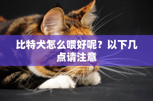 比特犬怎么喂好呢？以下幾點請注意