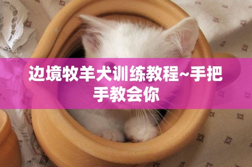 邊境牧羊犬訓練教程~手把手教會你