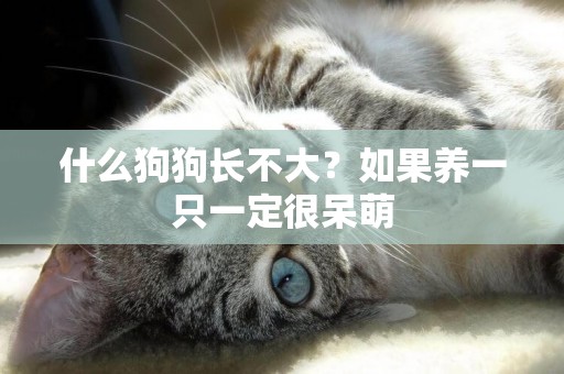 什么狗狗長不大？如果養一只一定很呆萌