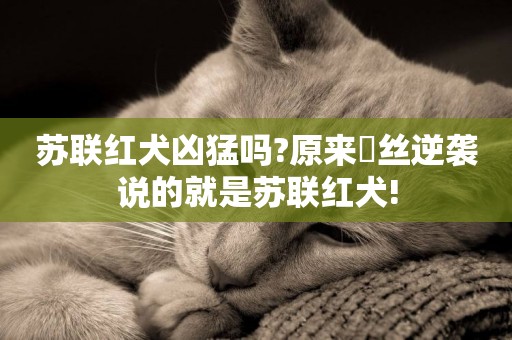 蘇聯紅犬兇猛嗎?原來屌絲逆襲說的就是蘇聯紅犬!