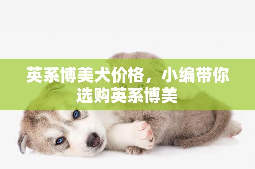 英系博美犬價格，小編帶你選購英系博美