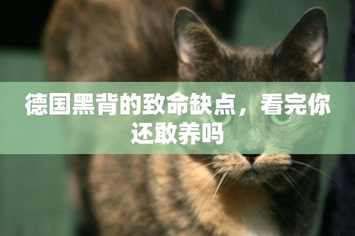 德國黑背的致命缺點，看完你還敢養嗎