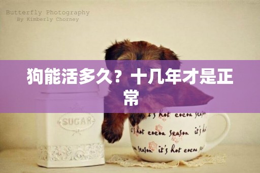 狗能活多久？十幾年才是正常