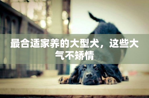 最合適家養的大型犬，這些大氣不矯情
