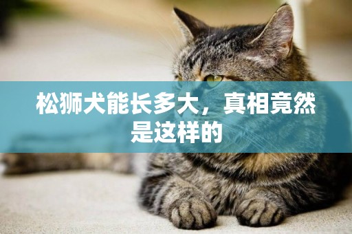 松獅犬能長多大，真相竟然是這樣的