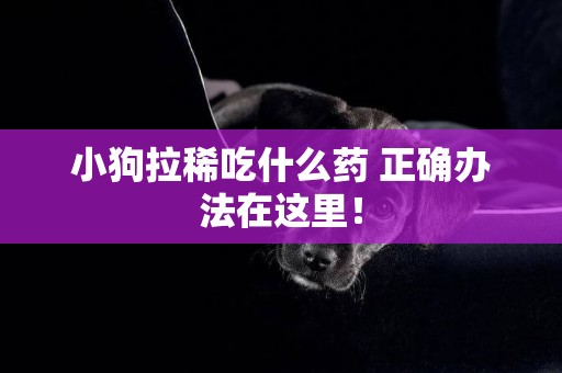 小狗拉稀吃什么藥 正確辦法在這里！