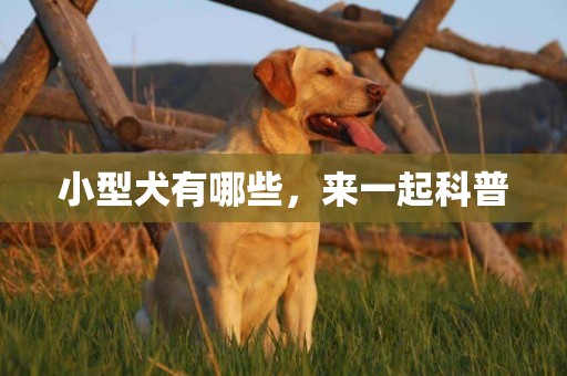 小型犬有哪些，來一起科普