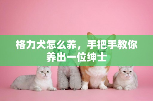 格力犬怎么養，手把手教你養出一位紳士