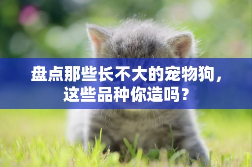 盤點那些長不大的寵物狗，這些品種你造嗎？