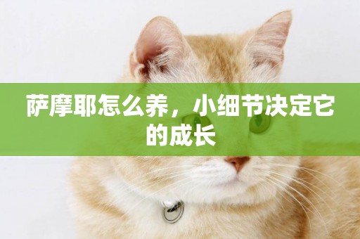 薩摩耶怎么養，小細節決定它的成長