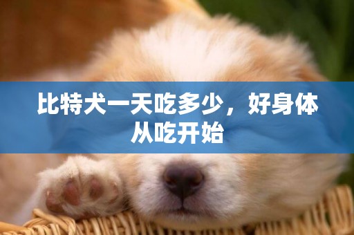 比特犬一天吃多少，好身體從吃開始