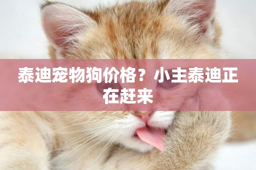 泰迪寵物狗價格？小主泰迪正在趕來