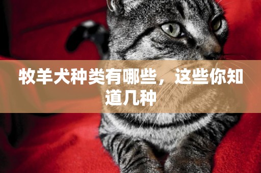 牧羊犬種類有哪些，這些你知道幾種