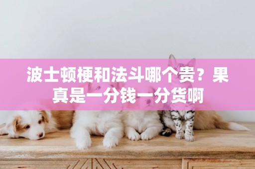 波士頓梗和法斗哪個貴？果真是一分錢一分貨啊