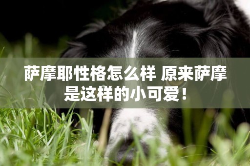 薩摩耶性格怎么樣 原來薩摩是這樣的小可愛！
