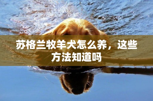 蘇格蘭牧羊犬怎么養，這些方法知道嗎