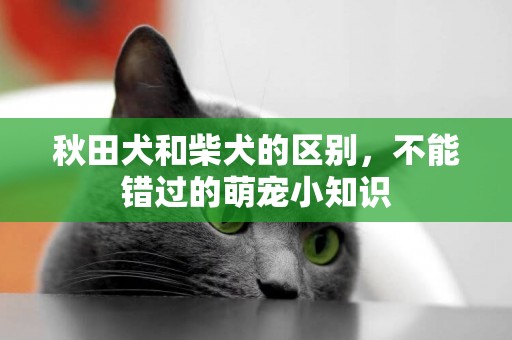 秋田犬和柴犬的區別，不能錯過的萌寵小知識
