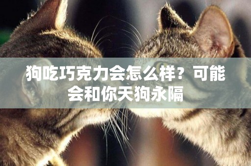 狗吃巧克力會怎么樣？可能會和你天狗永隔