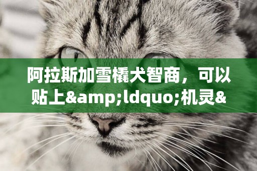 阿拉斯加雪橇犬智商，可以貼上&ldquo;機靈&rdquo;標簽