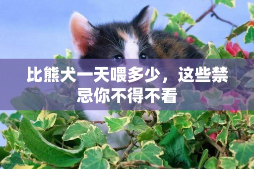 比熊犬一天喂多少，這些禁忌你不得不看