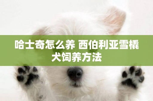 哈士奇怎么養 西伯利亞雪橇犬飼養方法