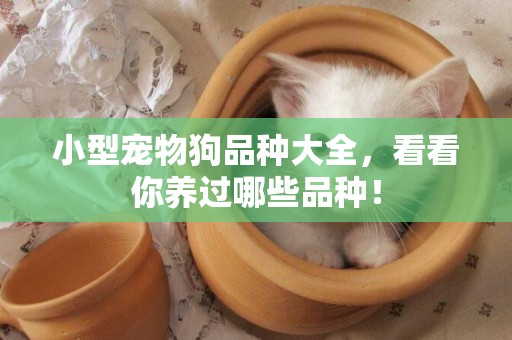 小型寵物狗品種大全，看看你養過哪些品種！