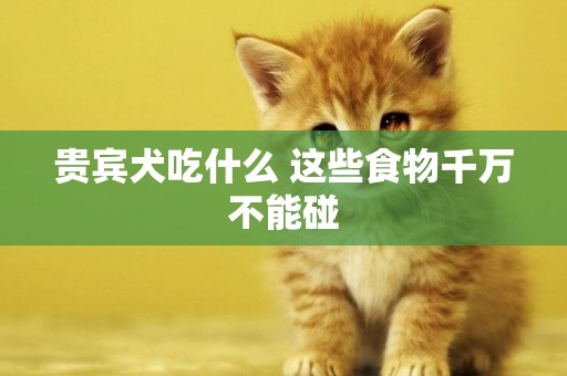 貴賓犬吃什么 這些食物千萬不能碰