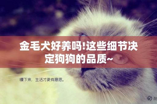 金毛犬好養嗎!這些細節決定狗狗的品質~