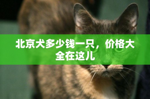 北京犬多少錢一只，價格大全在這兒