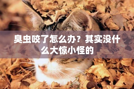 臭蟲咬了怎么辦？其實沒什么大驚小怪的