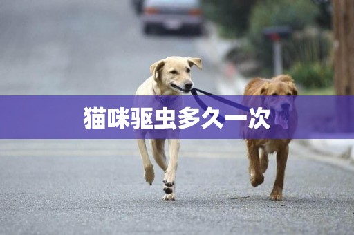 貓咪驅蟲多久一次