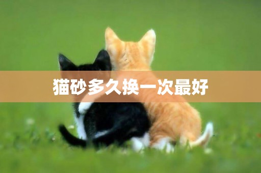 貓砂多久換一次最好