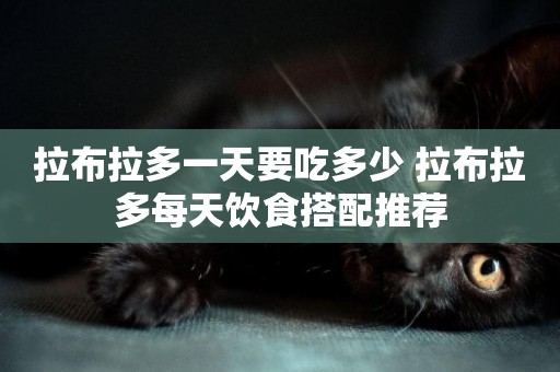 拉布拉多一天要吃多少 拉布拉多每天飲食搭配推薦