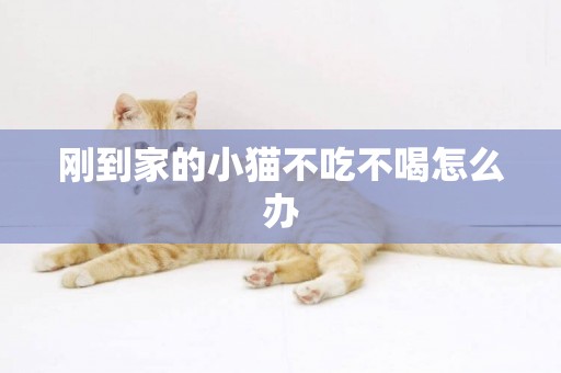 剛到家的小貓不吃不喝怎么辦