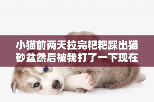 小貓前兩天拉完粑粑踩出貓砂盆然后被我打了一下現在兩天不拉粑粑了鼻子有點發白正常嗎