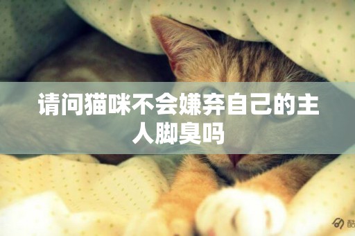 請問貓咪不會嫌棄自己的主人腳臭嗎