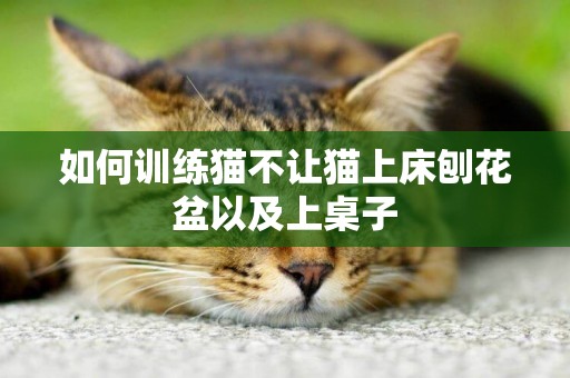 如何訓練貓不讓貓上床刨花盆以及上桌子