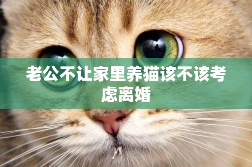 老公不讓家里養貓該不該考慮離婚