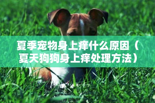 夏季寵物身上癢什么原因（夏天狗狗身上癢處理方法）