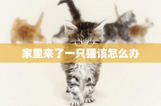 家里來了一只貓該怎么辦