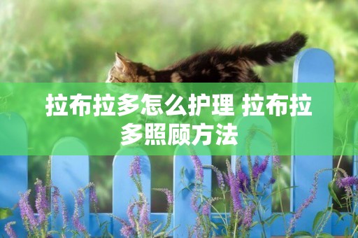 拉布拉多怎么護理 拉布拉多照顧方法