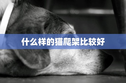 什么樣的貓爬架比較好