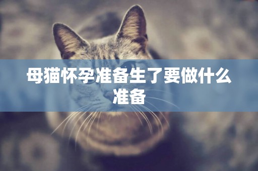 母貓懷孕準備生了要做什么準備