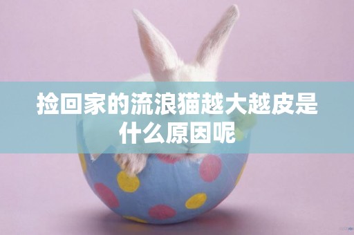 撿回家的流浪貓越大越皮是什么原因呢