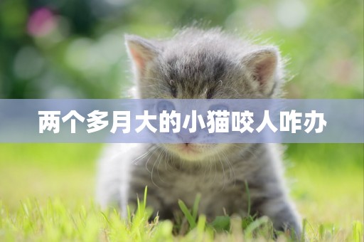 兩個多月大的小貓咬人咋辦