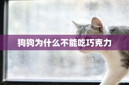 狗狗為什么不能吃巧克力