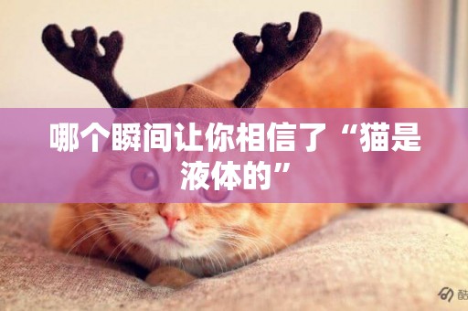 哪個瞬間讓你相信了“貓是液體的”
