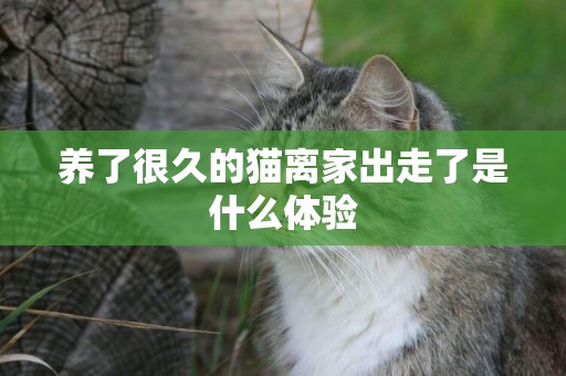 養了很久的貓離家出走了是什么體驗