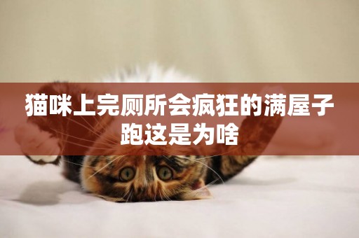 貓咪上完廁所會瘋狂的滿屋子跑這是為啥