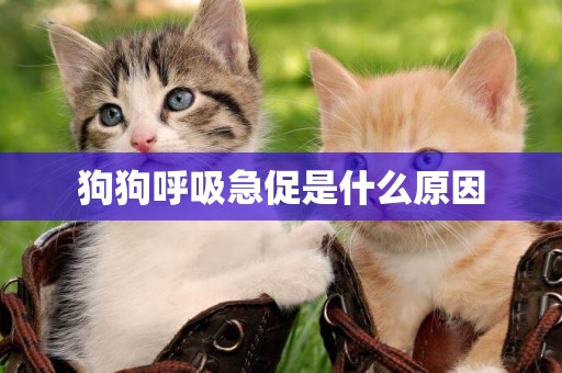 狗狗呼吸急促是什么原因